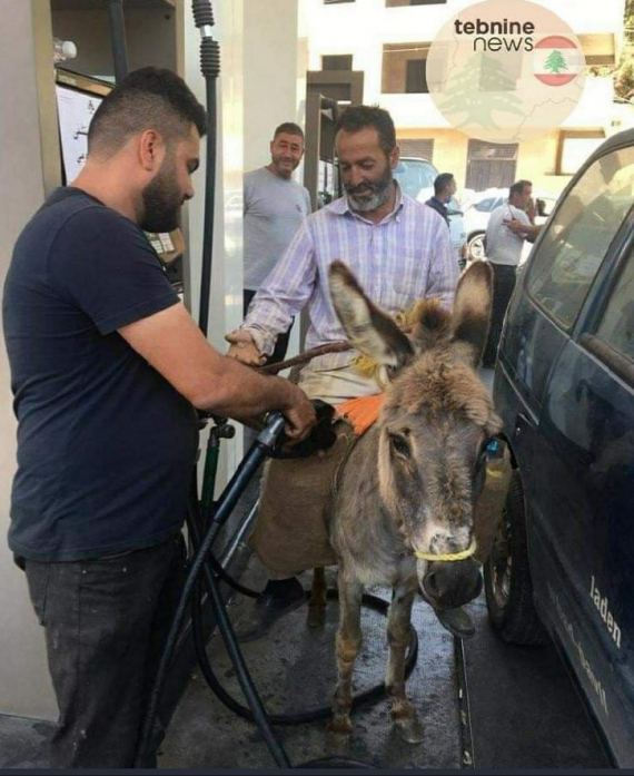 الفياغرا والحمير