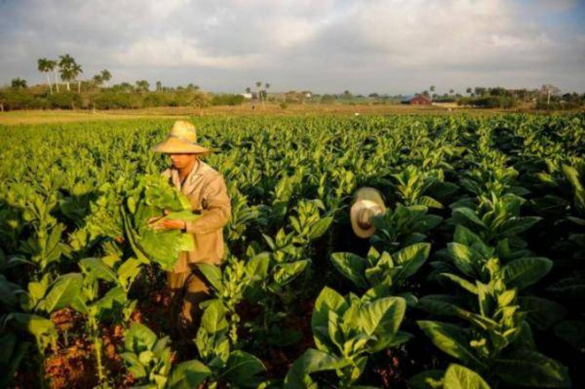مزارعي التبغ ما بين أفعى الحقل و ثعابين السلطة