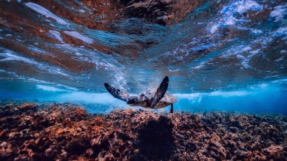 أنماط الأهواء .. نص من مجموعة 