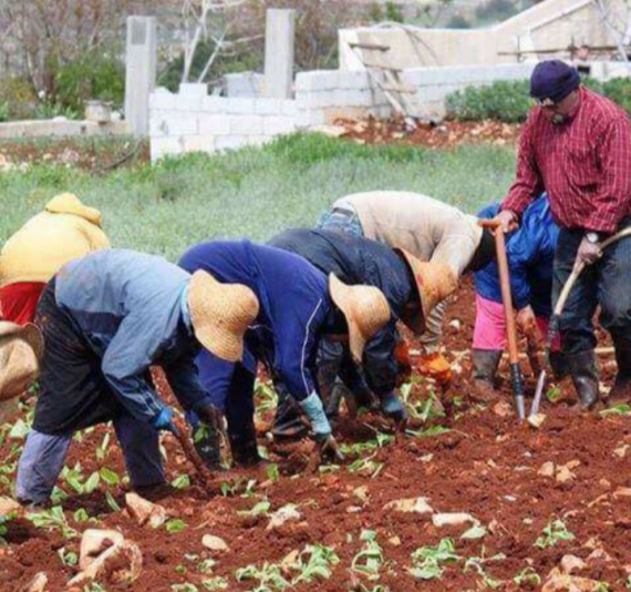 تحديّات مزارعي التبغ في لبنان: تأثير النزوح والحرب على الاقتصاد المحلي